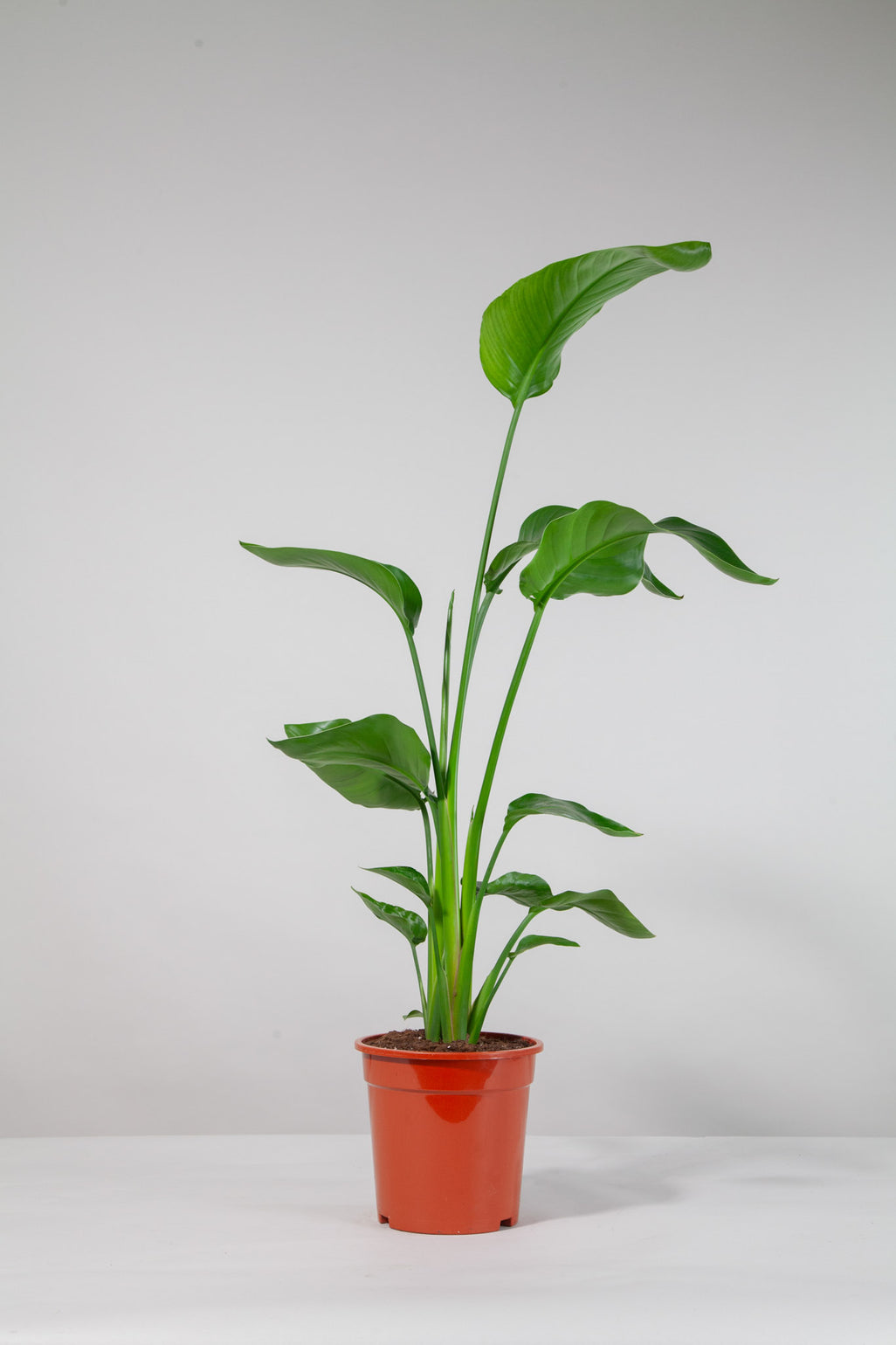 files/IndoorPlants-StudioShots13.11.2023-582.jpg